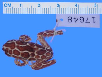 Media type: image; Herpetology A-17648